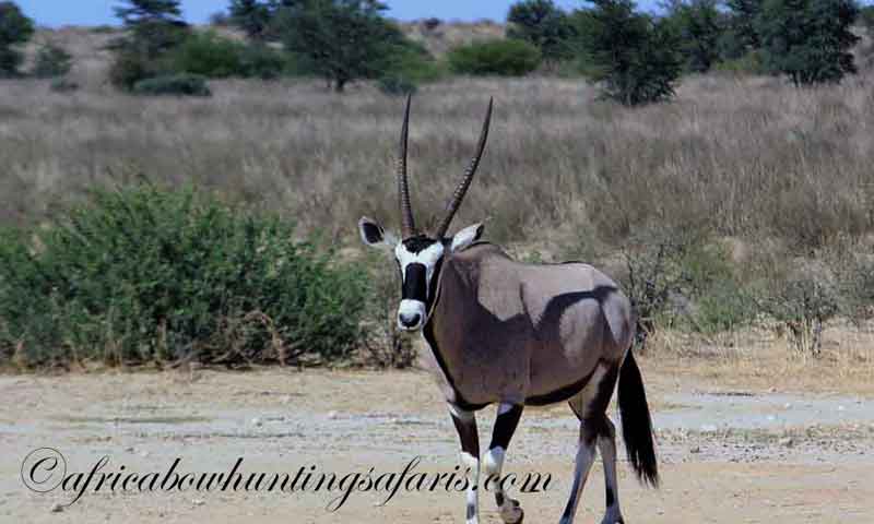 Trophies gemsbok