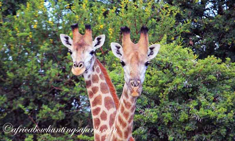 Trophies giraffe