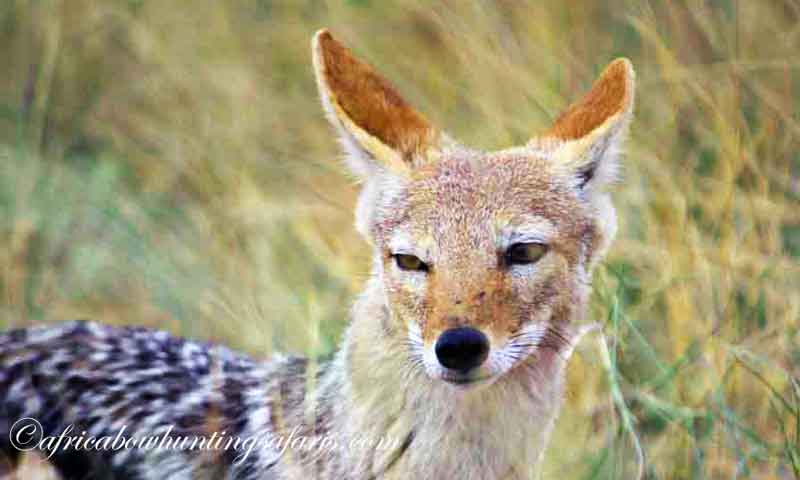 Trophies jackal