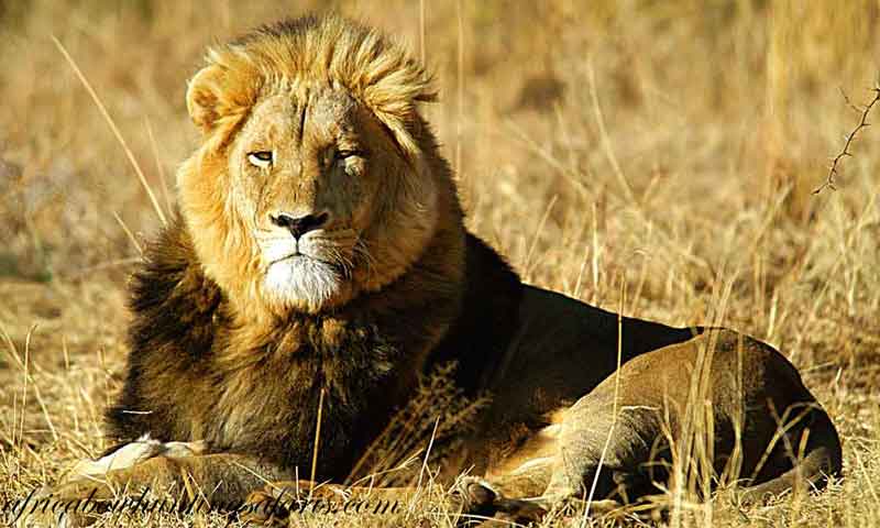 Trophies lion
