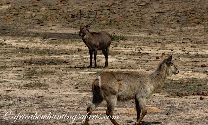 Waterbuck bow hunting experience