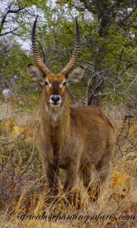 Waterbuck bow hunting prices
