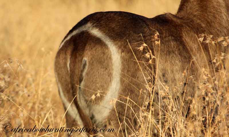 Waterbuck bow hunting
