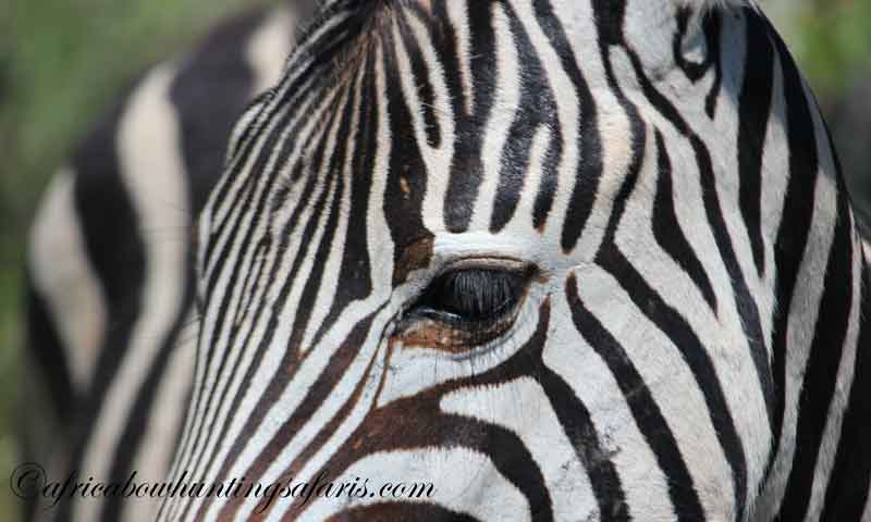 Zebra bow hunting equipment