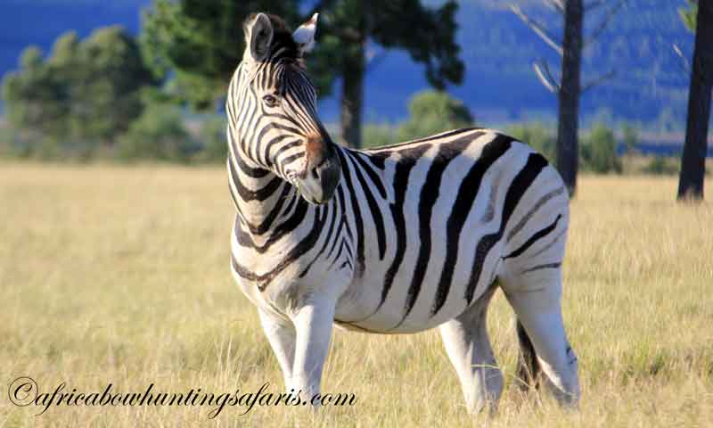Zebra bow hunting season South Africa