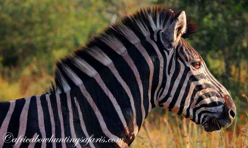 Zebra habitat South Africa