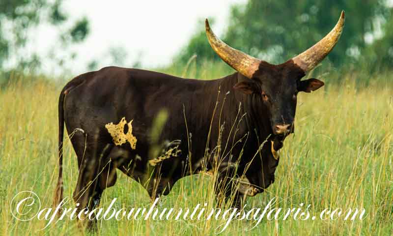 Ankole Watusi bow hunting prices South Africa