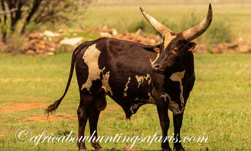 Archery hunting prices Ankole Watusi cattle South Africa