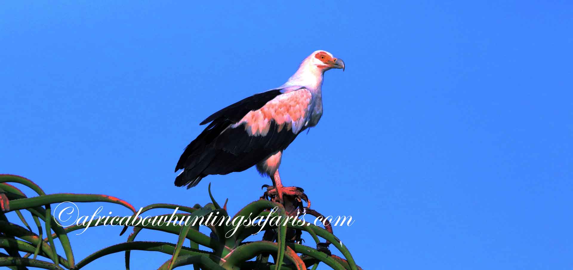 Birding safaris Palm Nut vulture Mtunzini South Africa