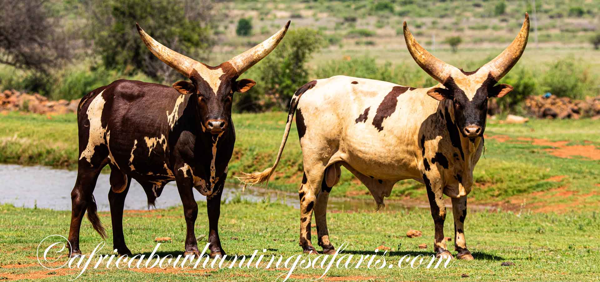 Bow hunting ankole watusi