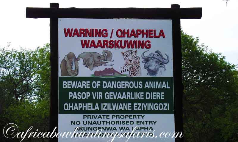Bow hunting dangerous game KZN