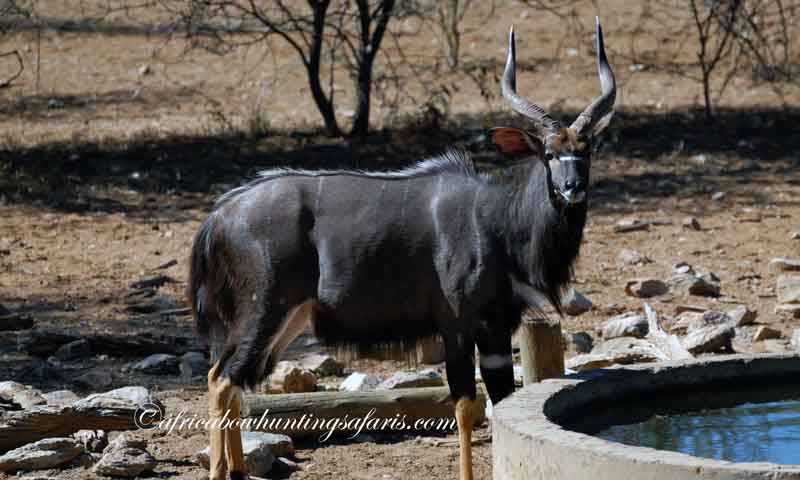 Bow hunting nyala from blind