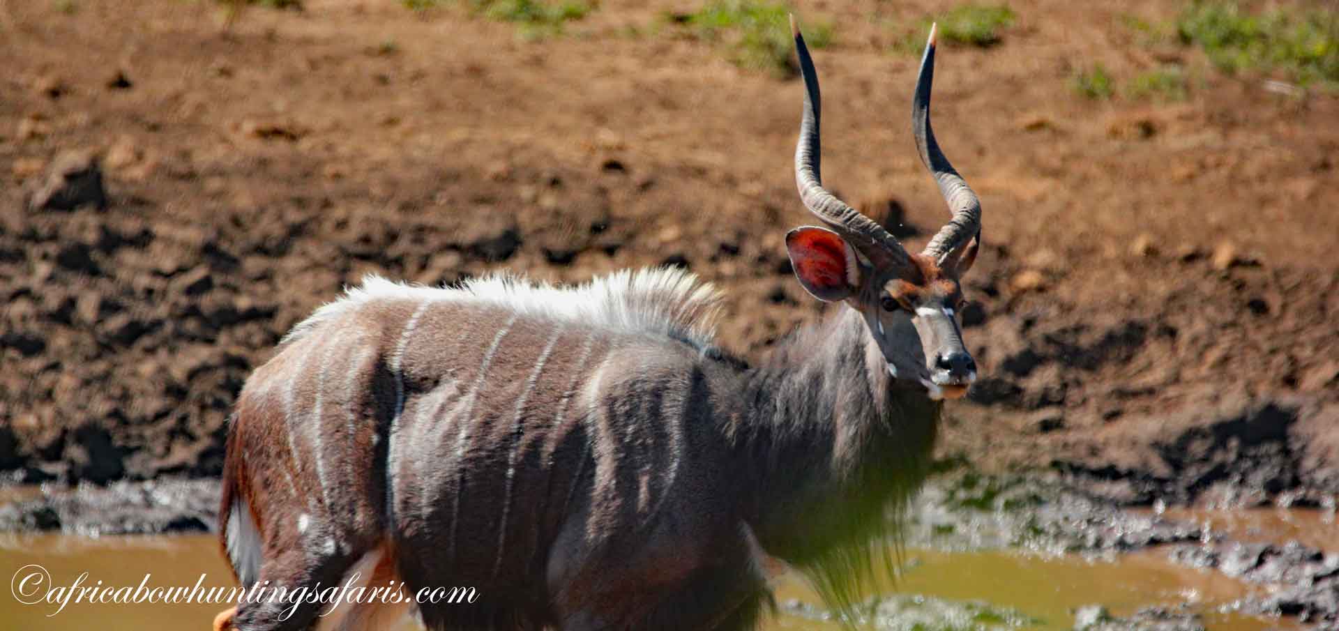 Bow hunting nyala package South Africa