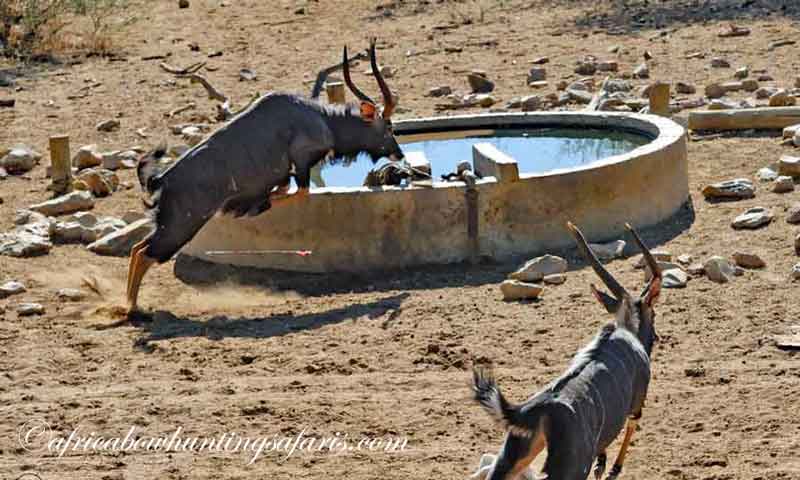 Bow hunting nyala takes arrow