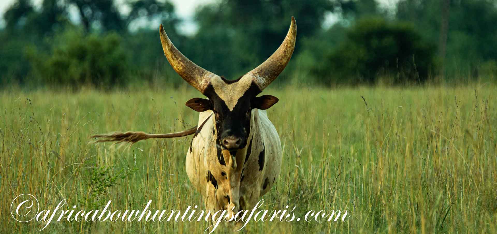 Broad heads bow hunting Ankole Watusi