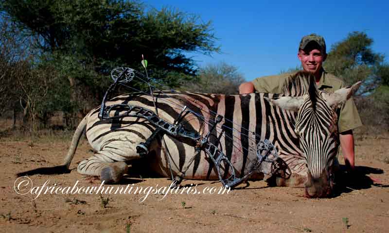 Cost of zebra bow hunting Africa safaris