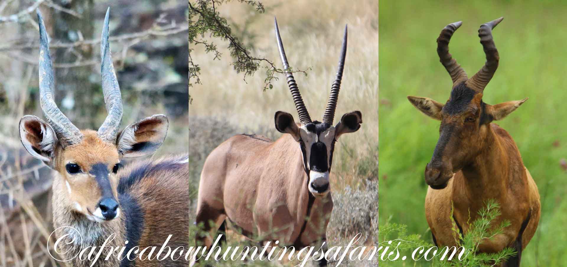 Design your dream hunt Africa bow hunting safaris package