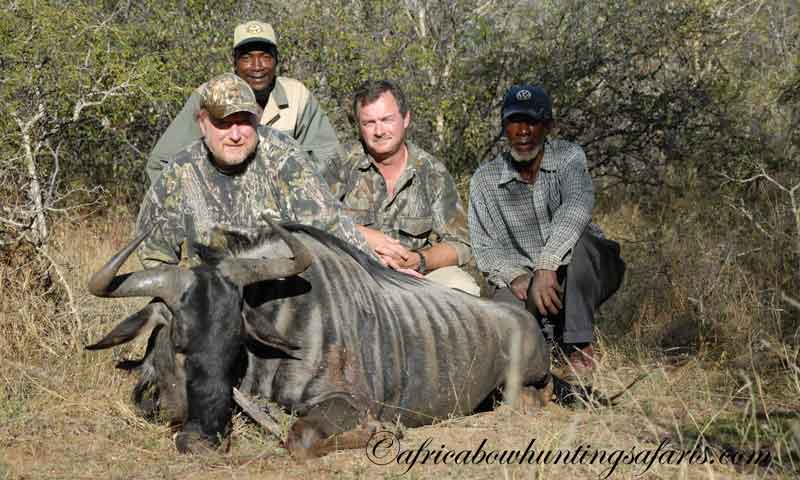 Include blue wildebeest in your Africa bow hunting safaris