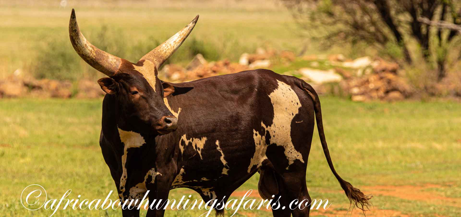 Kinetic Energy bow hunting Ankole Watusi cattle South Africa