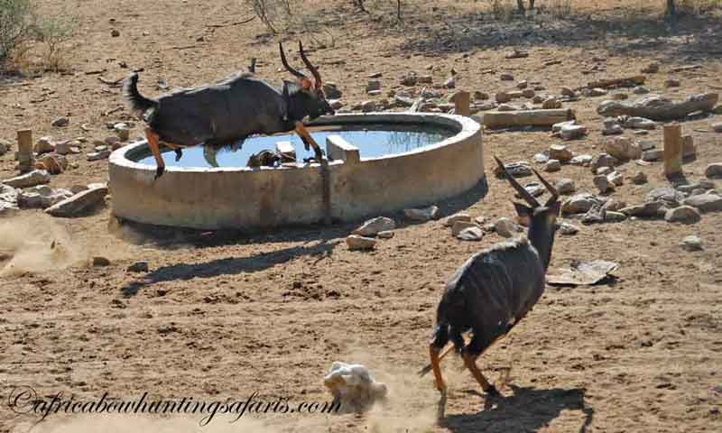 Nyala archery hunt