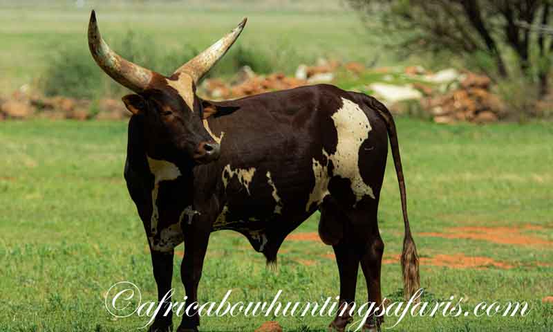 Trophy archery hunting cost Ankole Watusi cattle South Africa