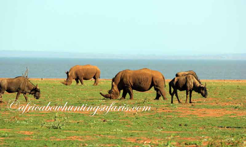 Visiting KwaZulu Natal game parks