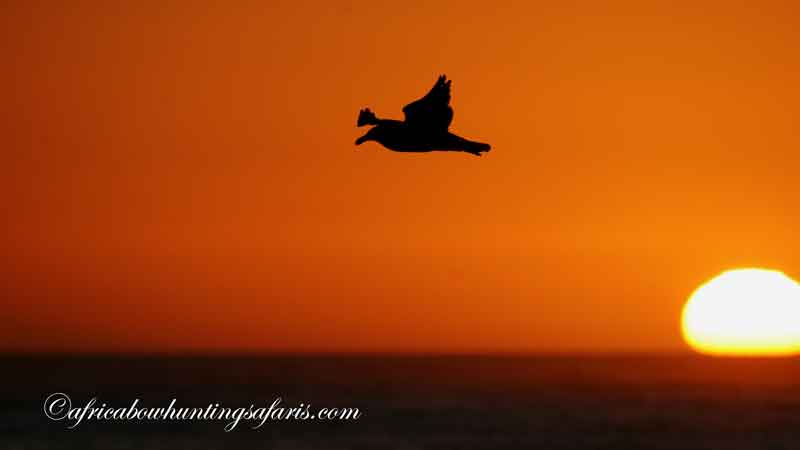 A seagull in flight over the Atlantic ocean during a sunset in the coastal town of Port Nolloth, South Africa
