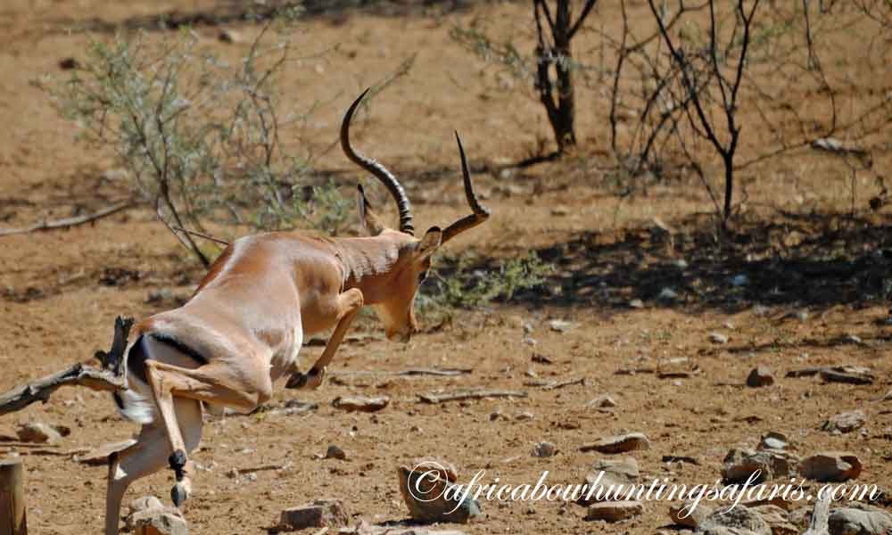 Impala jump the string bow hunting South Africa