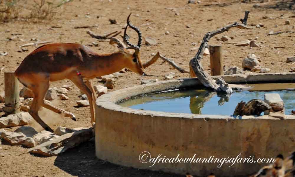 Impala jumping the string