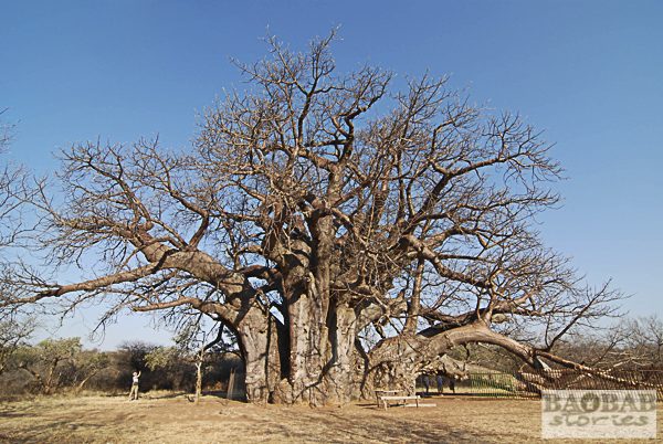 Sagole baobab tree Limpopo