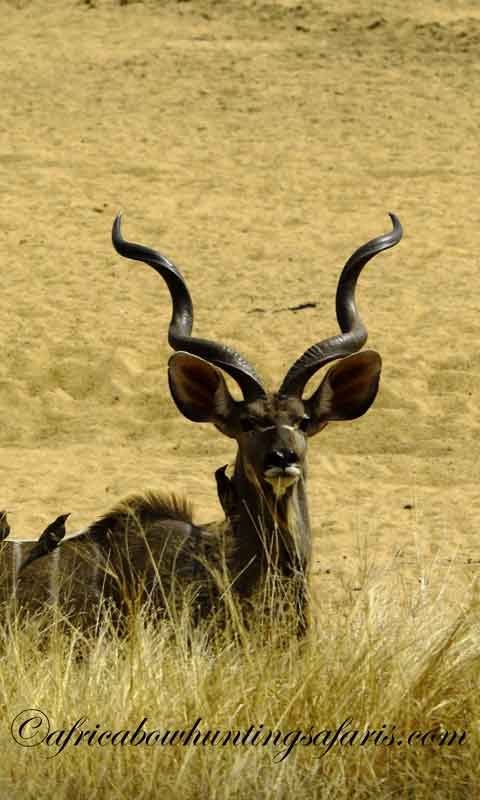 Sights and release aids bow hunting kudu South Africa